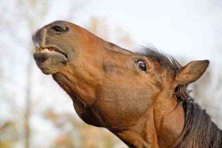 Startled or fearful horse